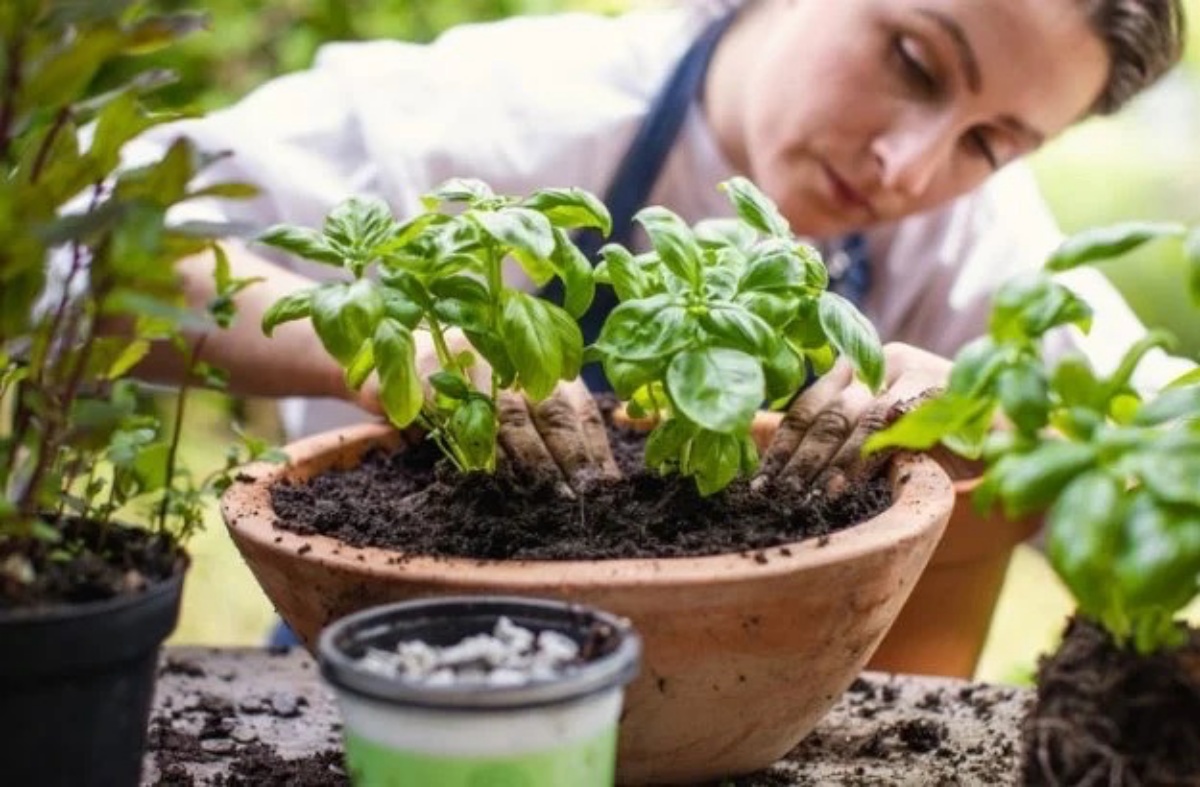 piantare il basilico in vaso