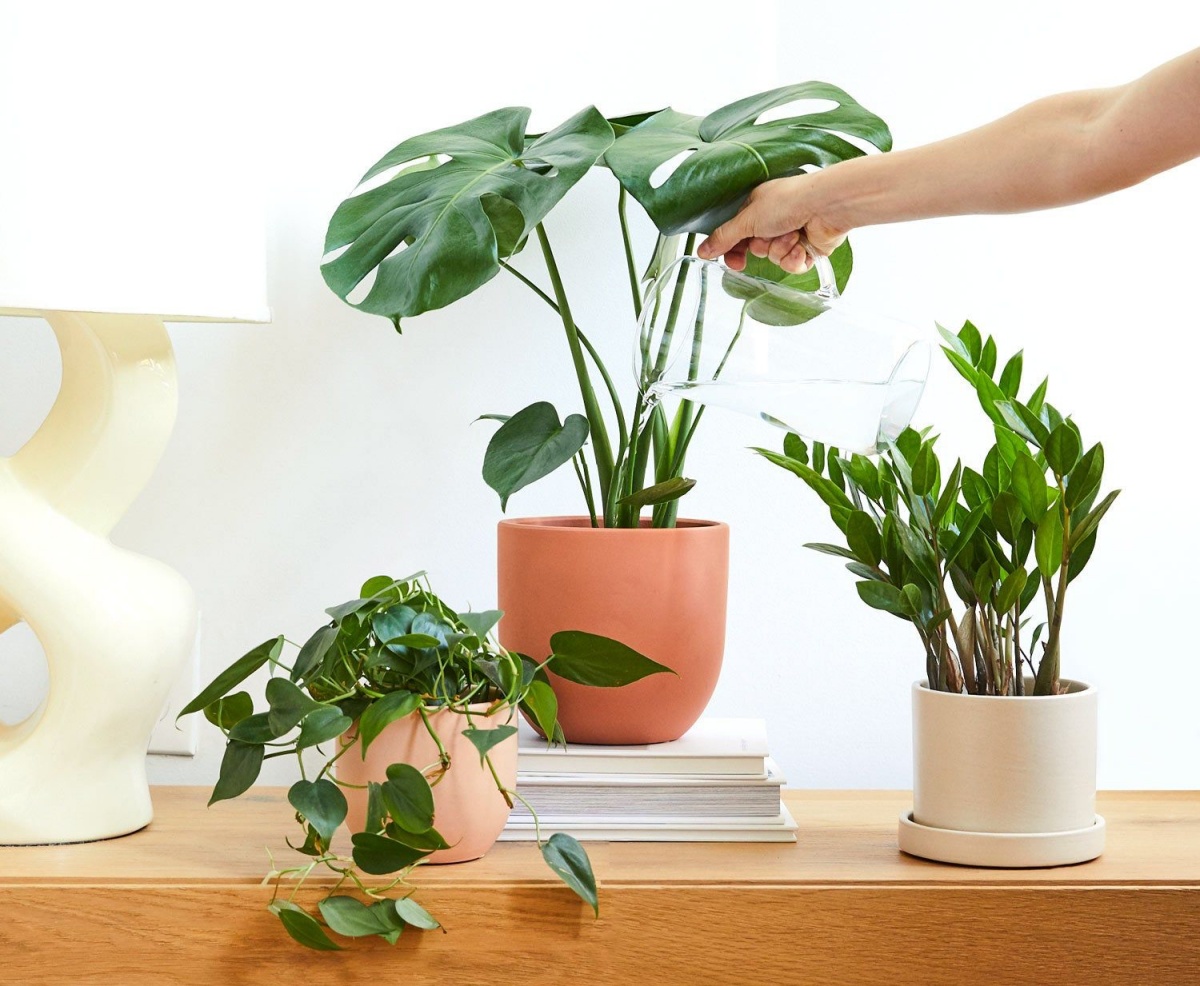 annaffiare le piante umidita in casa