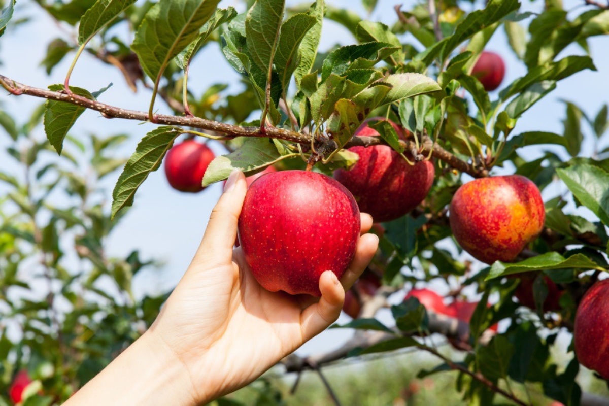 raccogliere una mela rossa da un albero