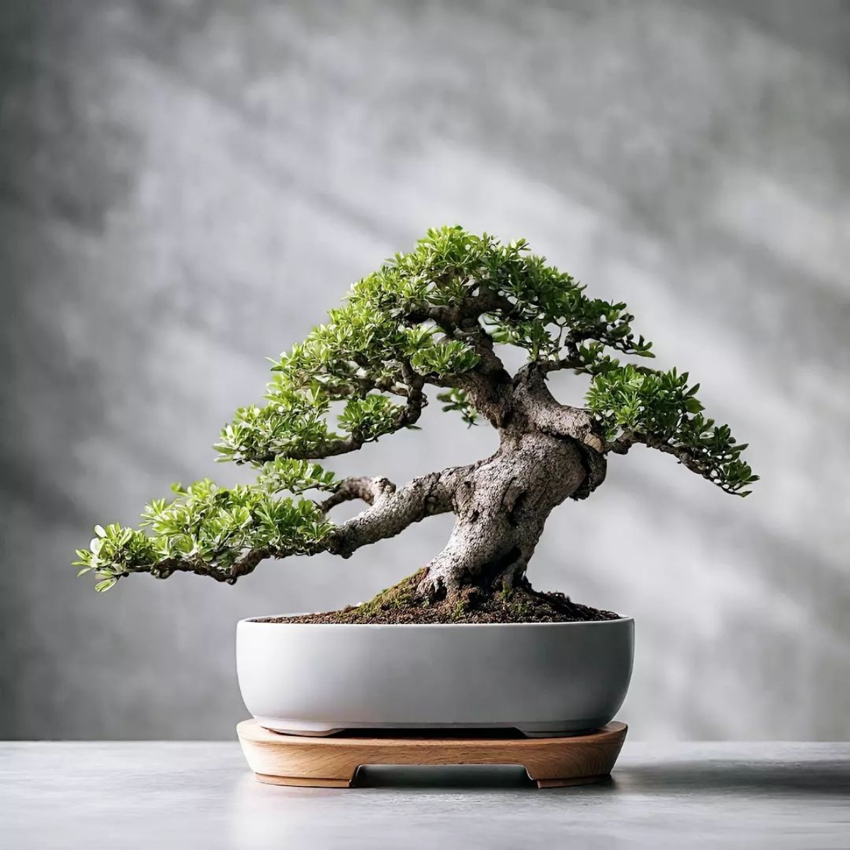 decorazione casa centrotavola bonsai ramificato
