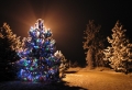 Alberi di Natale addobbati: luci, colori, fiocchi e tanto altro ancora!