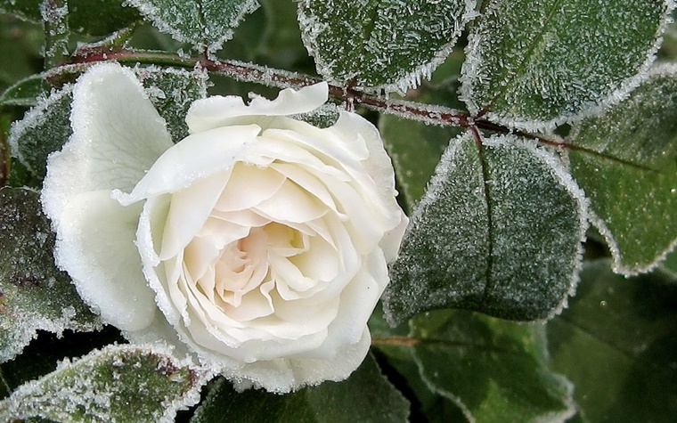decorazione giardino con rosa bianca