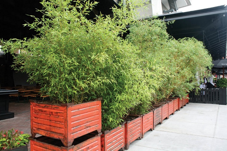 piante da esterno bamboo vasi quadrati