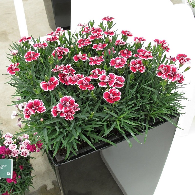piante autunnali vaso dianthus bianchi rossi