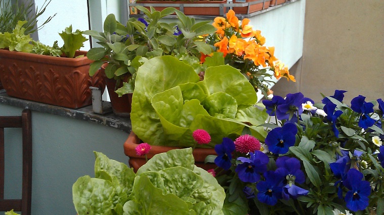piante per balcone autunnali ciclamini colorati