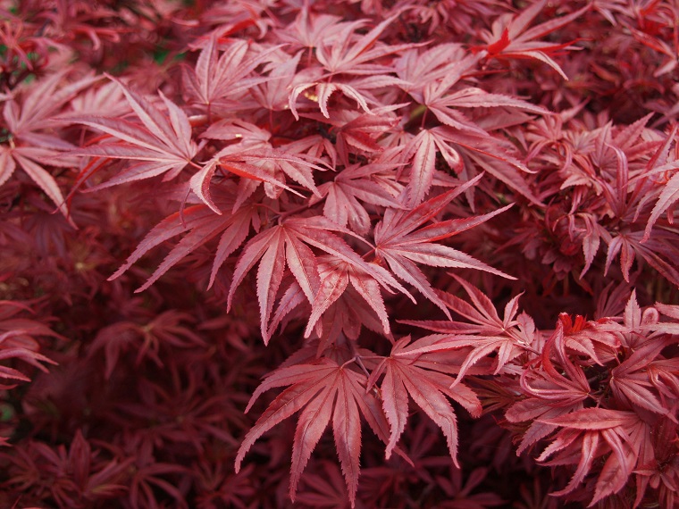 acero giapponese foglie colore unico
