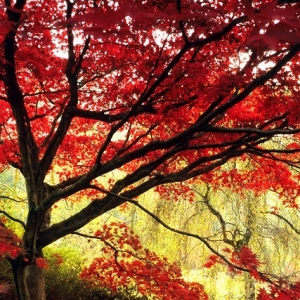 Acero giapponese, la leggenda e alcuni consigli per farlo crescere rigoglioso