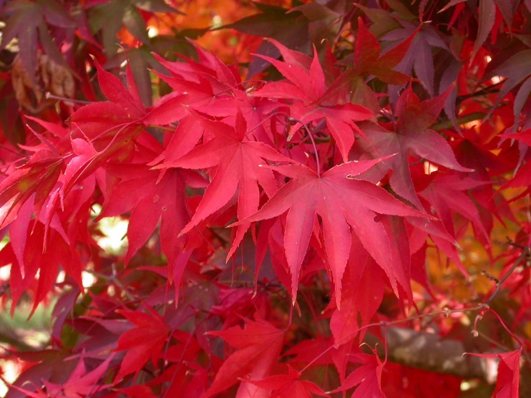acero rosso dettaglio splendide foglie