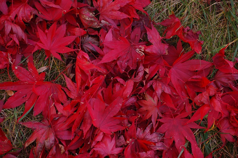 acero rosso giapponese foglie prato