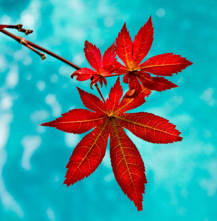acero rosso giapponese zoom foglie