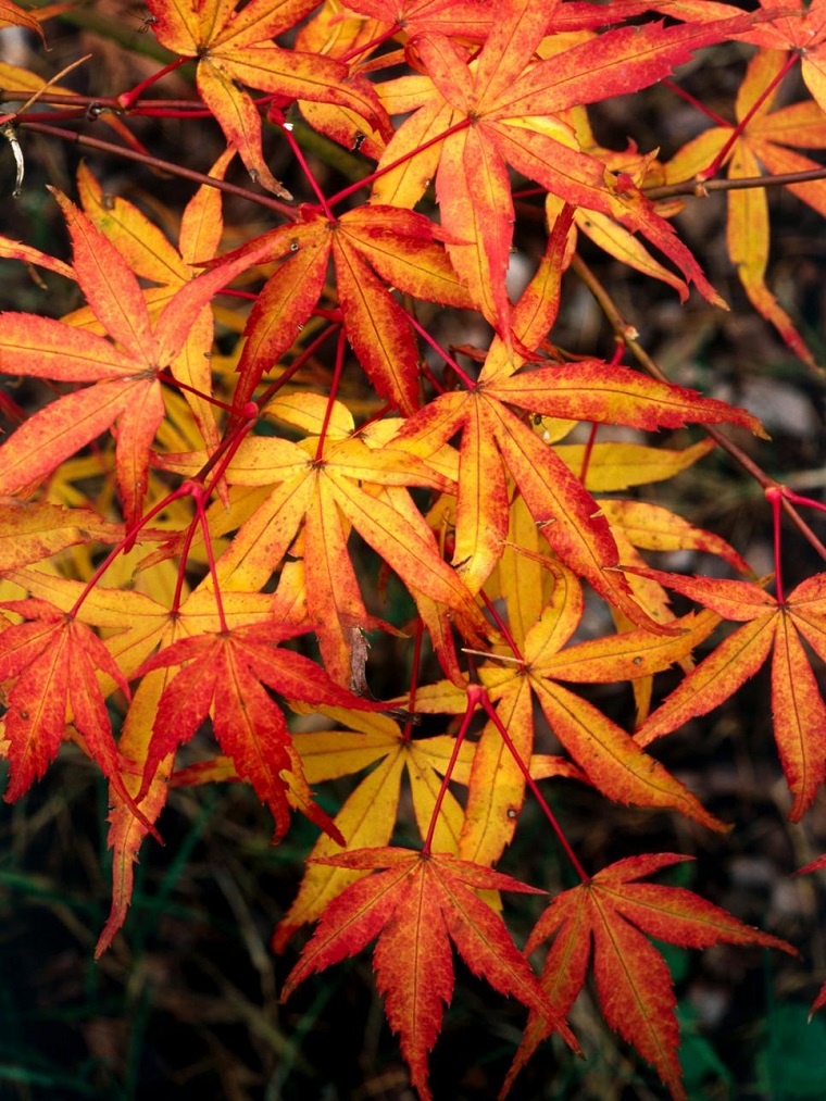 acero rosso zoom foglie autunno