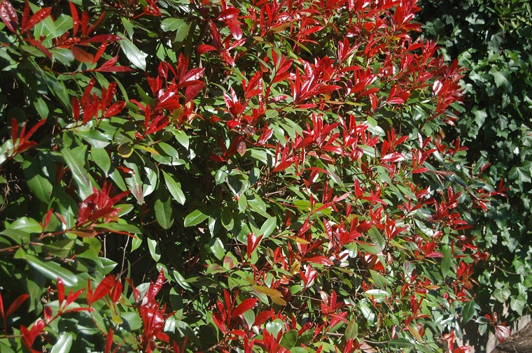 arbusti da giardino foglia rossa photinia