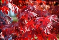 Arbusti, eccone alcuni a foglie rosse per giardini e siepi incantevoli
