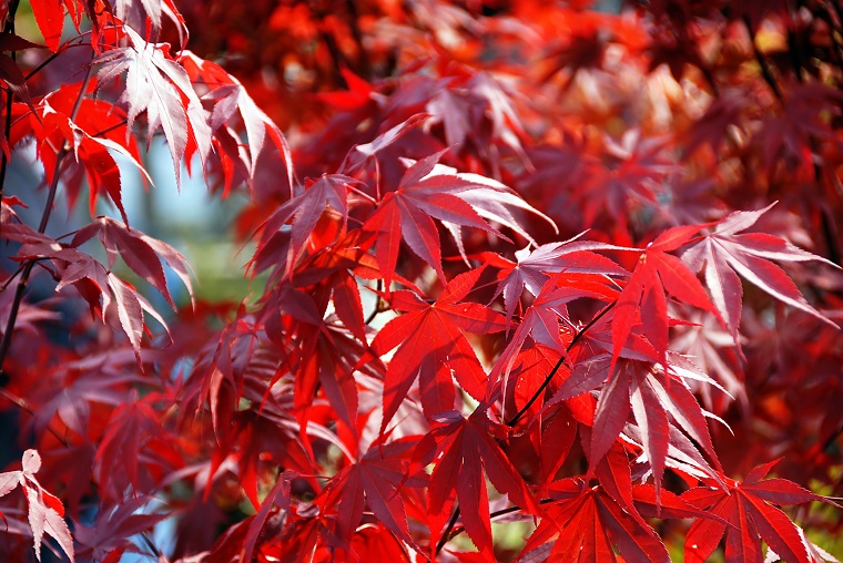 arbusti foglie rosse acero giapponese