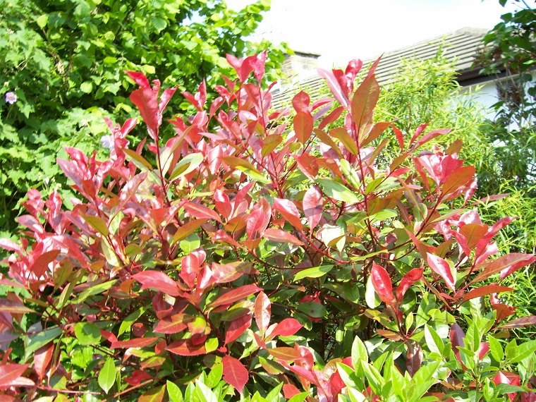 arbusti per siepi foglia rossa photinia