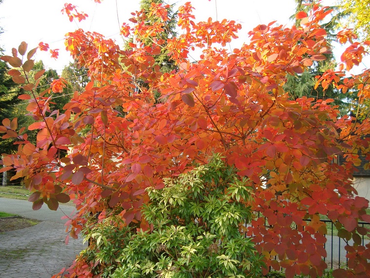 arbusti sempreverdi esemplare foglie rosse