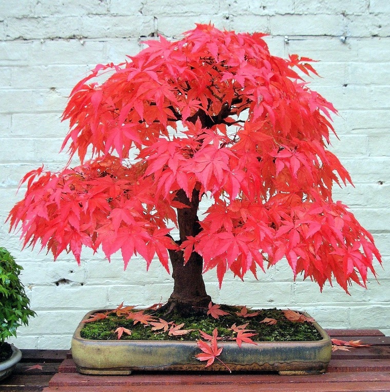bonsai acero rosso forma arrotondata