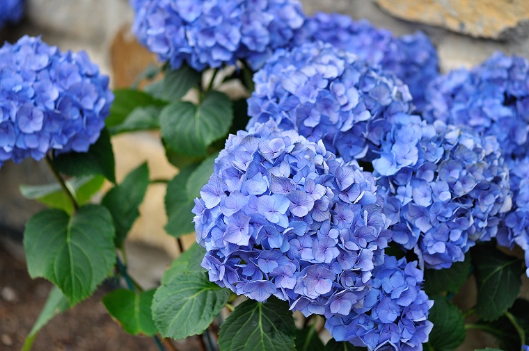 fiori adatti fiore ombra ortensia colore blu
