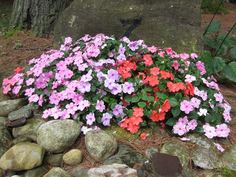 fiori da giardino coltivabili ombra