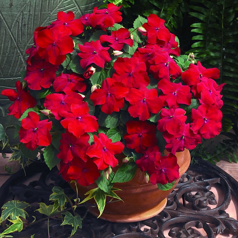 fiori da giardino impatiens walleriana colore rosso