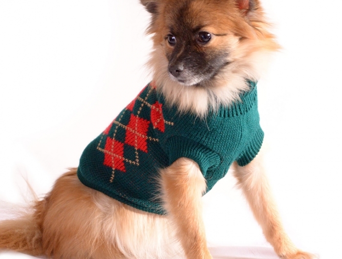 Vestiti per cani: per affrontare il cambio di stagione ben preparati