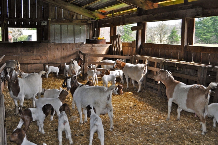 pallet costruire fattoria moderna capre