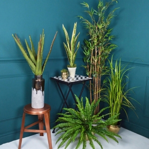 Piante appartamento, nove specie che crescono rigogliose in casa