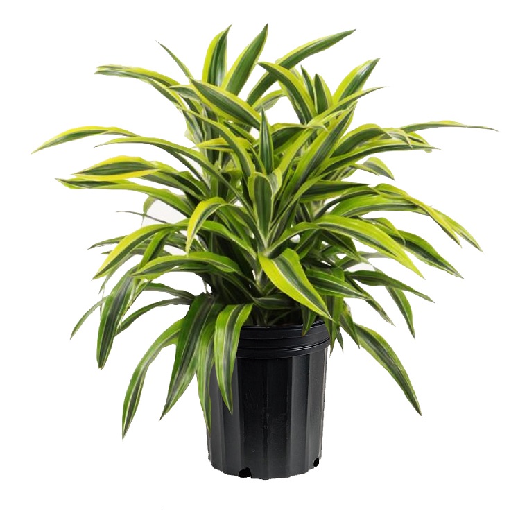 piante appartamento dracena vaso