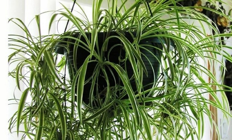 piante appartamento splendida pianta chlorophytum