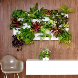 Piante da interno, alcune idee per disporle in modo originale