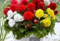 Piante da ombra: guida completa per un giardino fiorito tutto l’anno