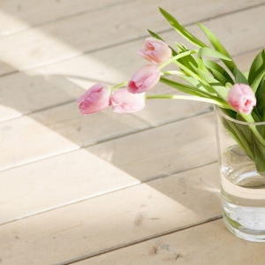 Piante da ombra: guida completa per un giardino fiorito tutto l’anno