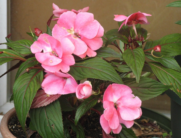 piante da ombra impatiens rosa chiaro