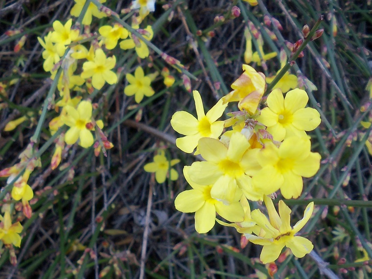 piante da ombra jasminum inverno giallo