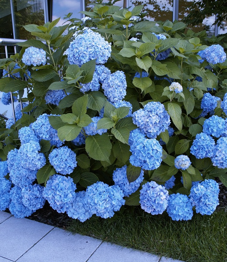 piante da ombra ortensia colore blu