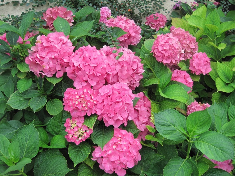 piante da ombra ortensia rosa