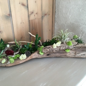 Piante grasse: tante idee per creare delle splendide composizioni