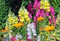 Fiori e piante: ecco alcune fra le specie più decorative e resistenti per un balcone perfetto