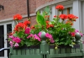 Fiori e piante: ecco alcune fra le specie più decorative e resistenti per un balcone perfetto