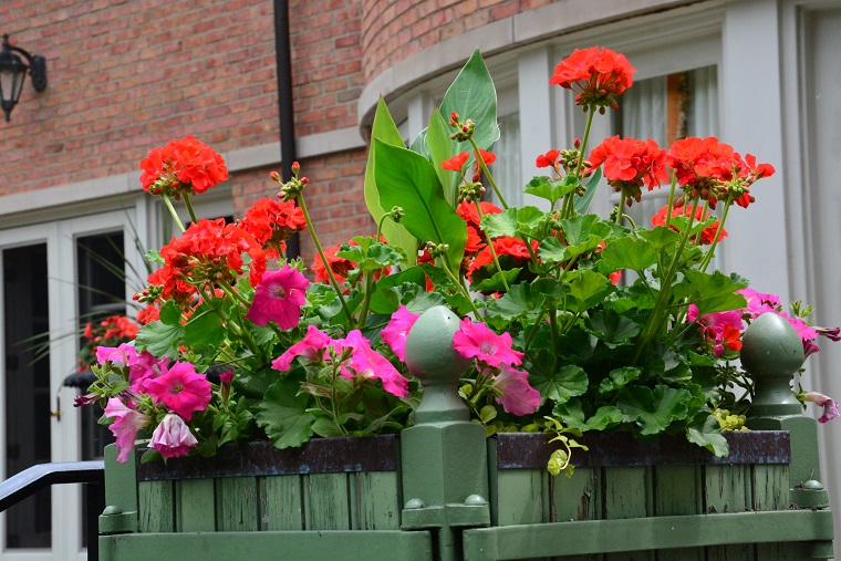 fiori e piante balcone ricco colori
