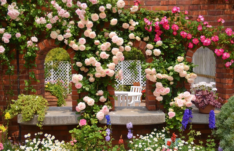 piante da balcone rose rampicanti