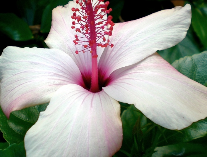 Piante per terrazzo: alcune idee per un esterno strepitoso e coloratissimo!