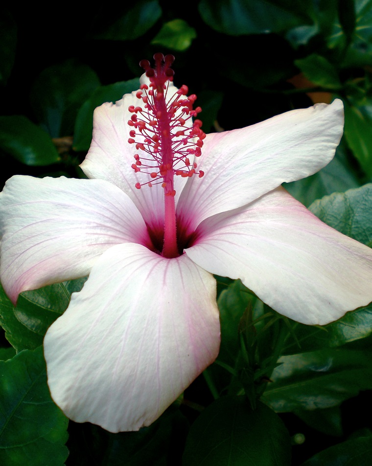 piante da balcone splendido hibiscus bianco