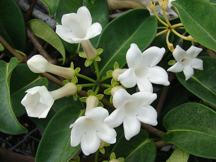 fiori per balconi gelsomini bianchi