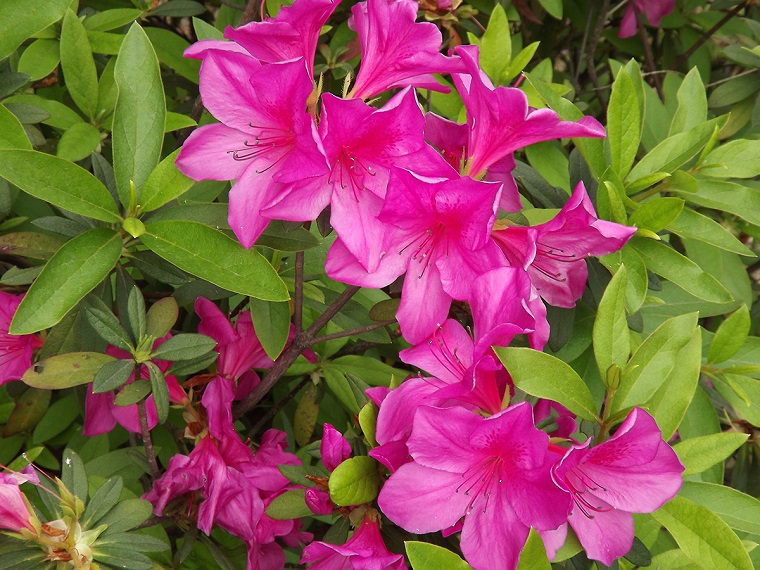 piante da appartamento Rhododendron simsii tenere casa