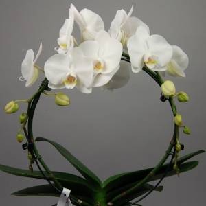 Pianta da appartamento: 4 idee anche per chi non ha il pollice verde