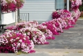 Aiuole per giardino: tante composizioni piene di colori brillanti