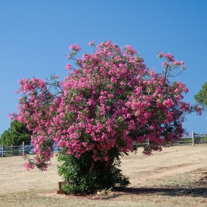 Alberi crescita veloce: una selezione delle specie più decorative