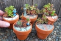 Giardini in miniatura: ecco un modo particolare per trascorre il tempo libero