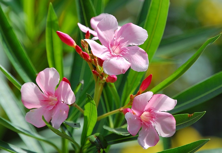 nerium-oleander-colore-rosa